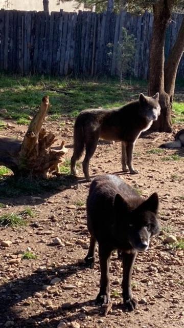 Les Gites Du Parc Animalier De Ginasservis Eksteriør billede
