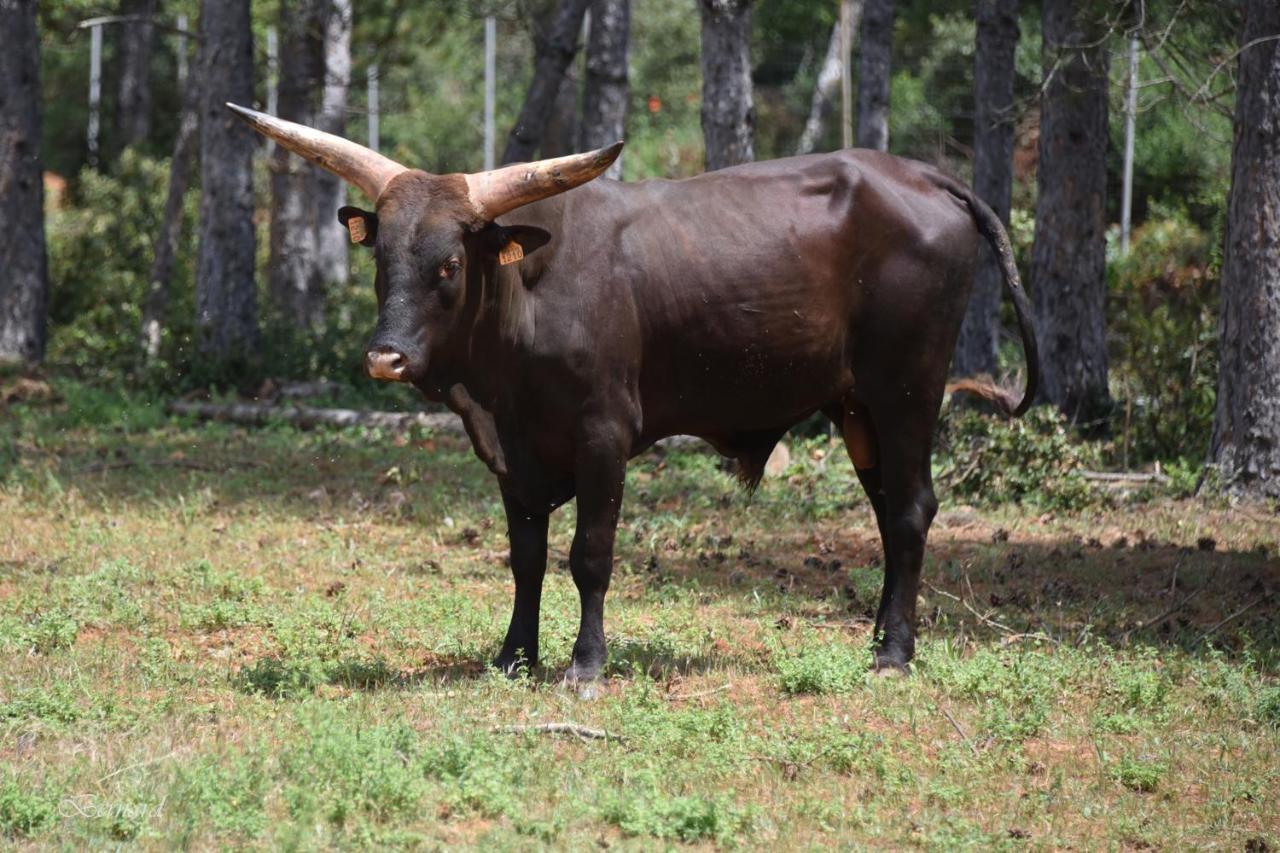 Les Gites Du Parc Animalier De Ginasservis Eksteriør billede