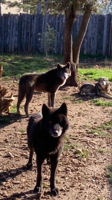 Les Gites Du Parc Animalier De Ginasservis Eksteriør billede